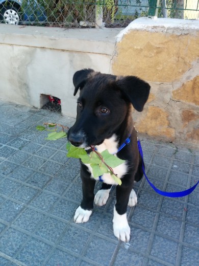 este es Breo lo tenemos hace 2 meses lo adoptamos en una protectora de animales tiene 4 meses y pesa 19 kg